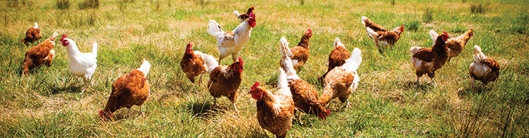 Campylo-bakteri Testi