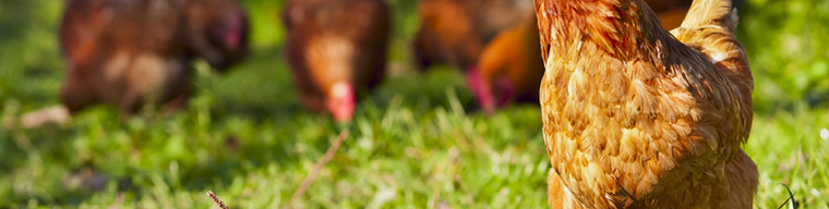 Et ve Tavukçuluk Testi