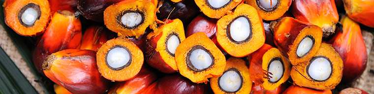 Sıvı ve Katı Yağlar