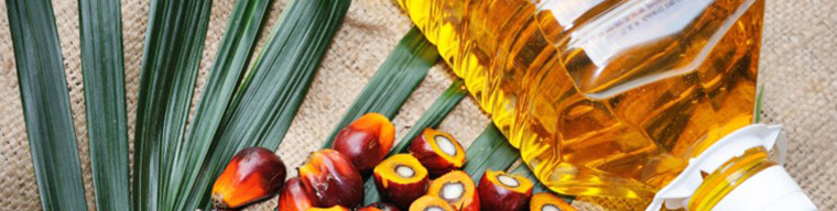 Sürdürülebilir Palmiye Yağı Sertifikası